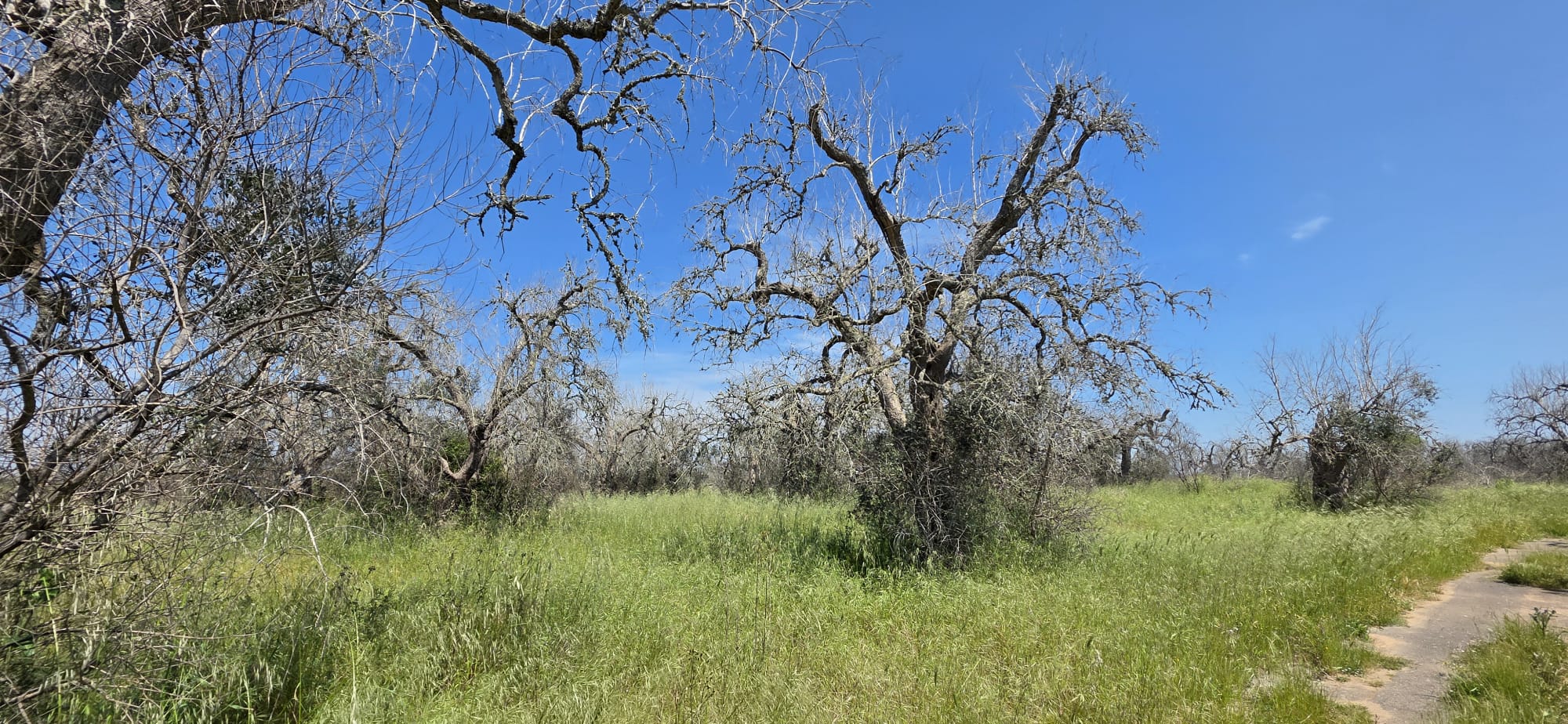 Xylella, San Vito chiede «Area Svantaggiata» per il Salento
